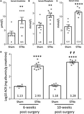 Refining the Mouse Subtotal Nephrectomy in Male 129S2/SV Mice for Consistent Modeling of Progressive Kidney Disease With Renal Inflammation and Cardiac Dysfunction